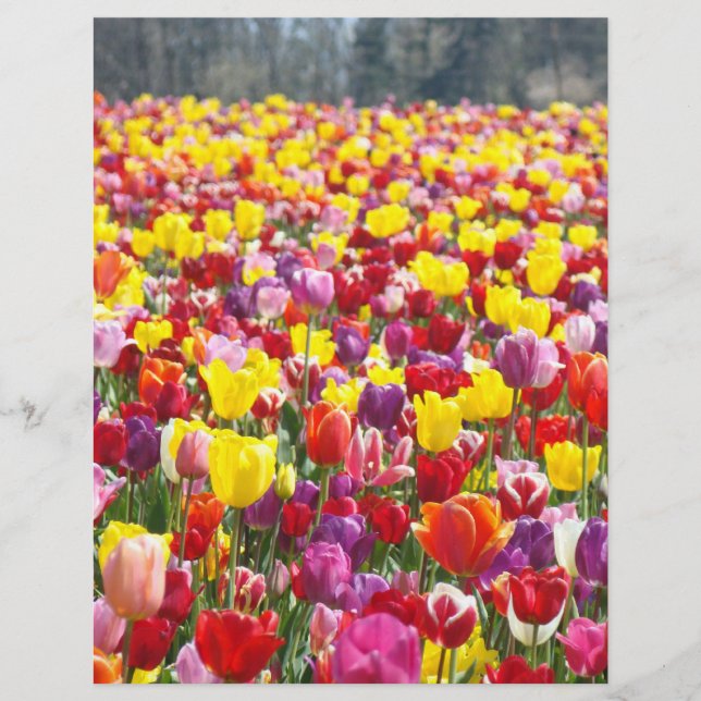 Flyer Papier Frühjahr Thema Tulip Blume (Vorne)