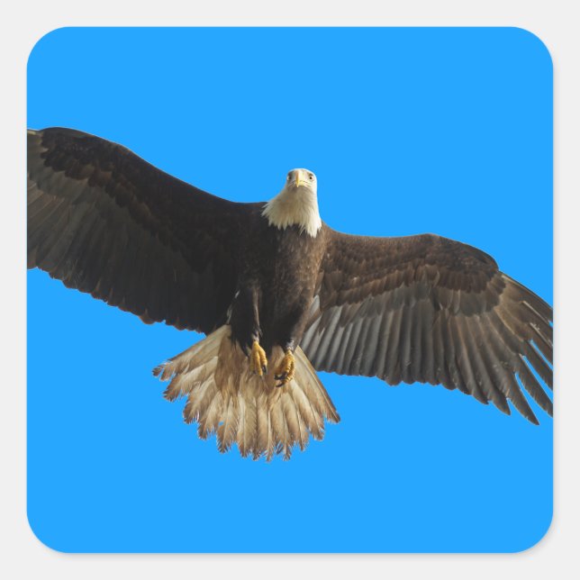 Flying Bald Eagle Bird of Prey Art Quadratischer Aufkleber (Vorderseite)
