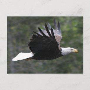 Flying Bald Eagle Postkarte