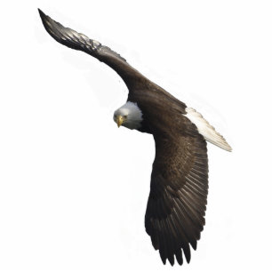 FLYING BALD EAGLE (skulptiert) Magnet Fotoskulptur Magnet