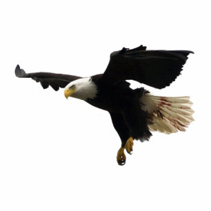 FLYING BALD EAGLE (skulptiert) Magnet Fotoskulptur Magnet