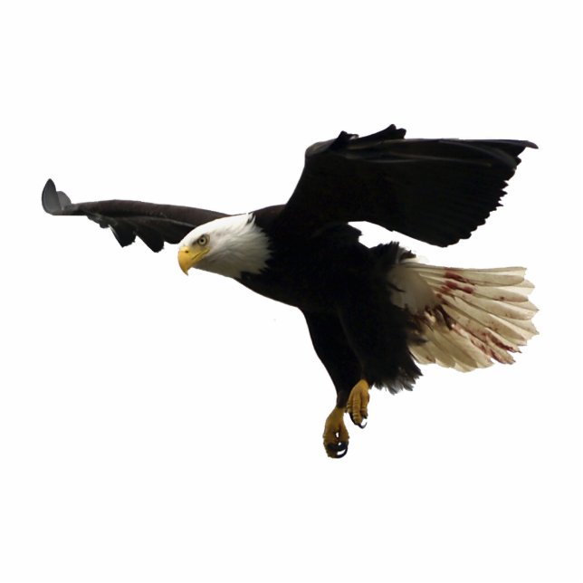 FLYING BALD EAGLE (skulptiert) Magnet Fotoskulptur Magnet (Vorne)