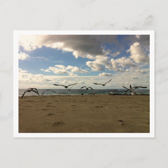 Flying Birds Postcard Postkarte (Vorderseite)