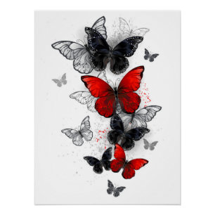 Flying Black and Red Morpho Butterfliegen Poster