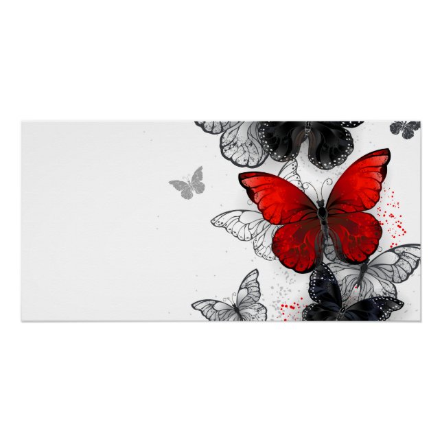 Flying Black and Red Morpho Butterfliegen Poster (Vorderseite)