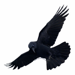 FLYING BLACK RAVEN (Skulptur) Magnet Fotoskulptur Magnet