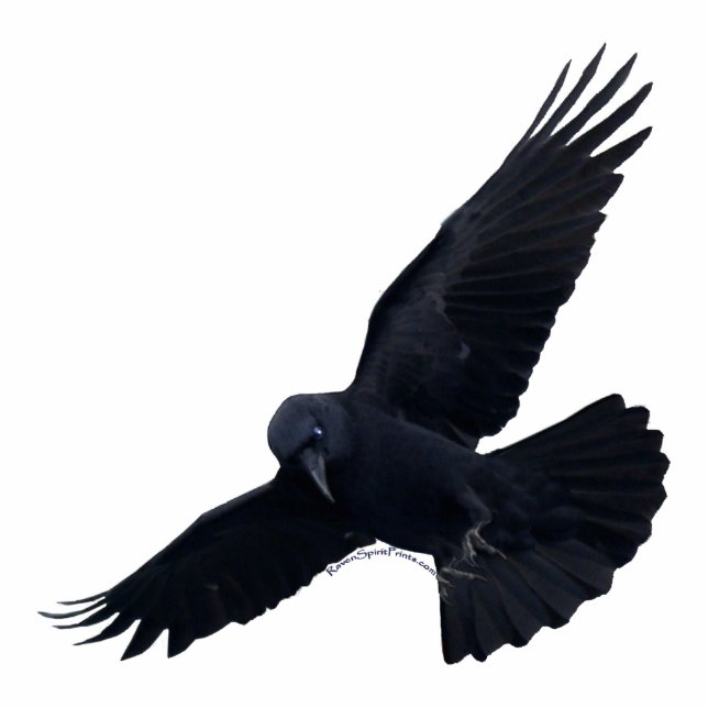 FLYING BLACK RAVEN (Skulptur) Magnet Fotoskulptur Magnet (Vorne)