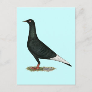 Flying Black Taube Postkarte