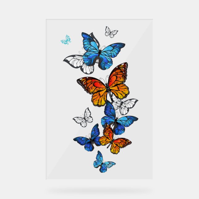 Flying Butterflies Morpho und Monarch Acrylschild (Vorderseite)