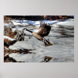 Flying Canada Gänse and Winter Pond Wildlife 2 Poster