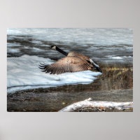 Flying Canada Gänse and Winter Pond Wildlife