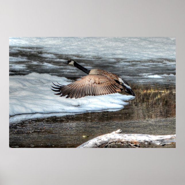 Flying Canada Gänse and Winter Pond Wildlife Poster (Vorne)