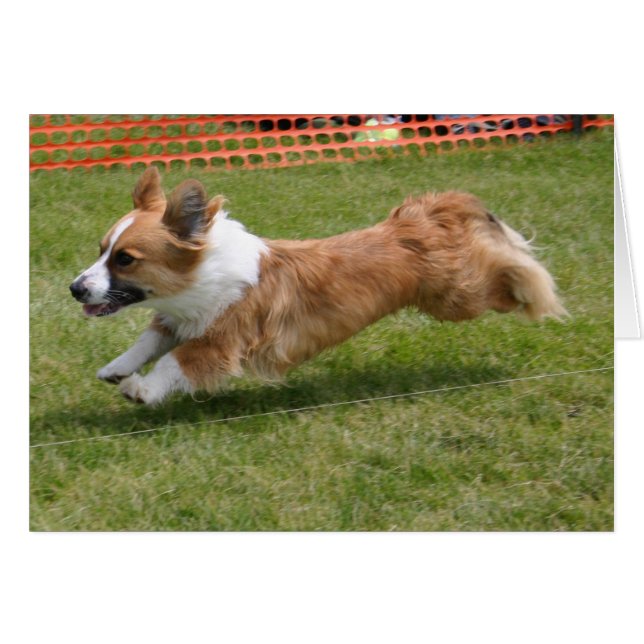 Flying Cardigan Welsh Corgi (Vorderseite (Horizontal))