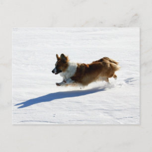 Flying Cardigan Welsh Corgi Postkarte