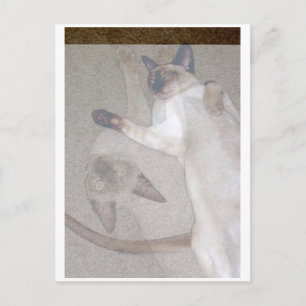 Flying Cats Postkarte