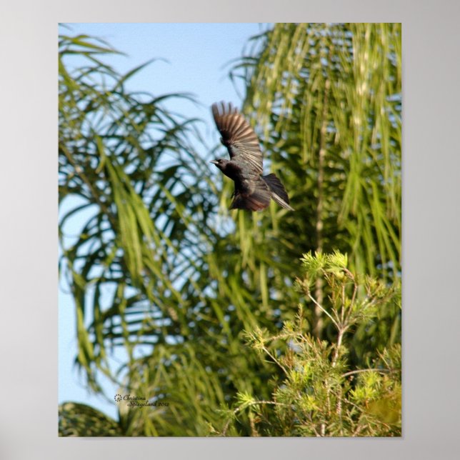 Flying Crow Poster (Vorne)