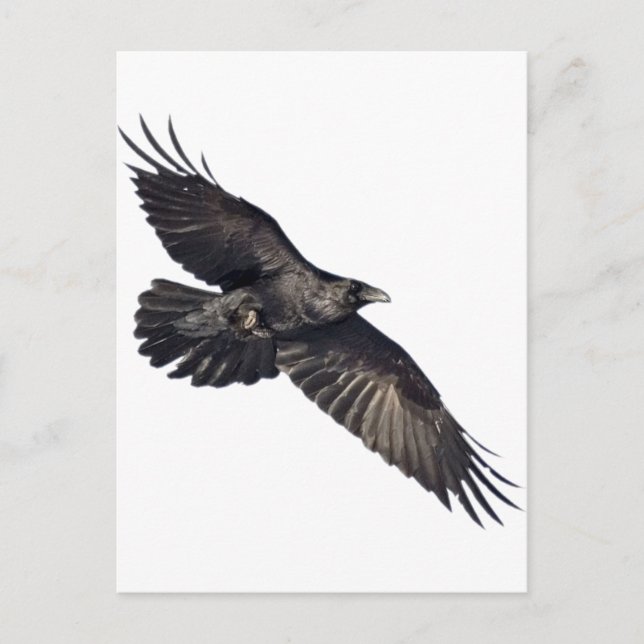 Flying Crow Postkarte (Vorderseite)