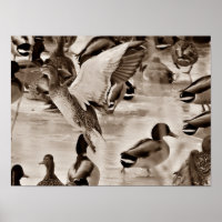 Flying Duck Mallard Poster in Sepia
