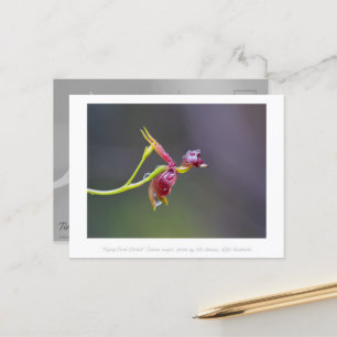 Flying Duck Orchid Blume Makro Fotografie Postkarte