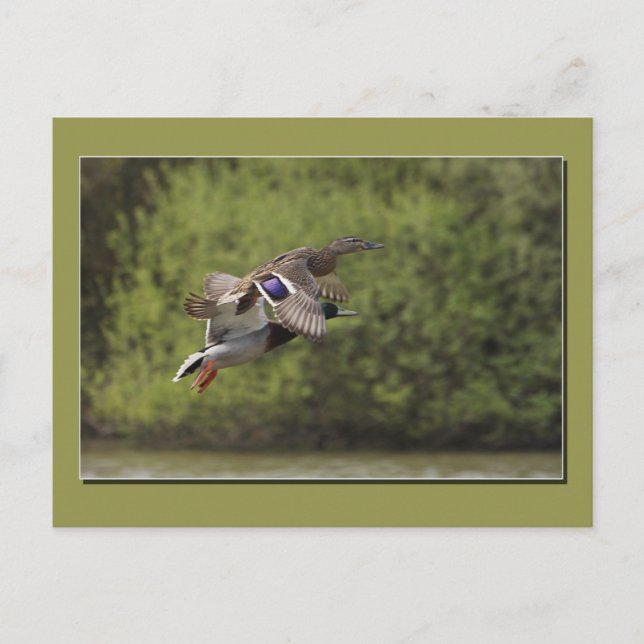 Flying Duck Postcard Postkarte (Vorderseite)