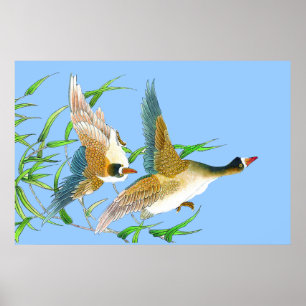 Flying Ducks-Poster Zeichnend Poster