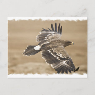 Flying Eagle Bird Postcard Postkarte