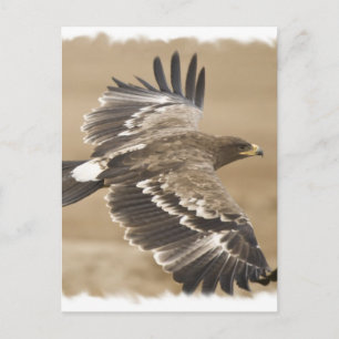 Flying Eagle Bird Postcard Postkarte
