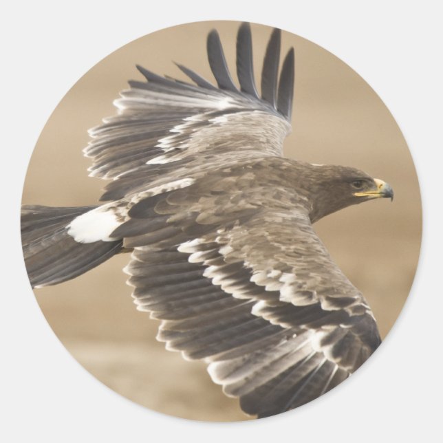 Flying Eagle Bird Sticker (Vorderseite)