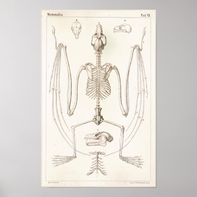 Flying Fox Bat Skeleton Veterinary Anatomie Print Poster (Vorne)