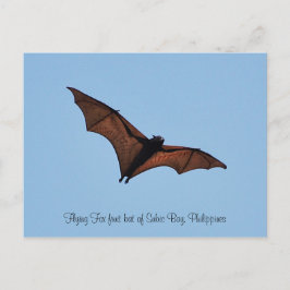 Flying Fox-Fruchtbart aus Subic Bay Postkarte