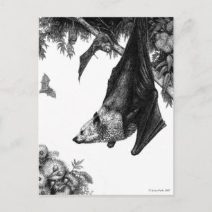 Flying Foxes Postcard Postkarte