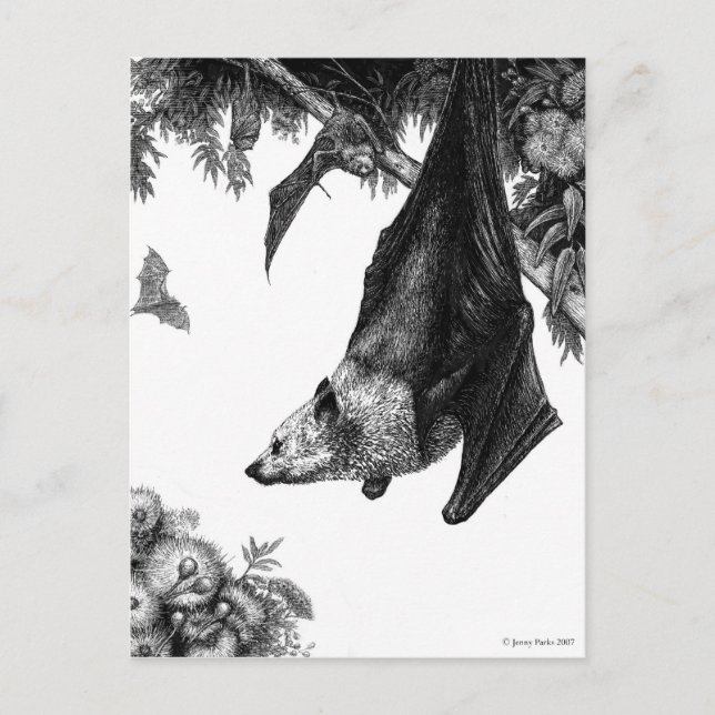 Flying Foxes Postcard Postkarte (Vorderseite)