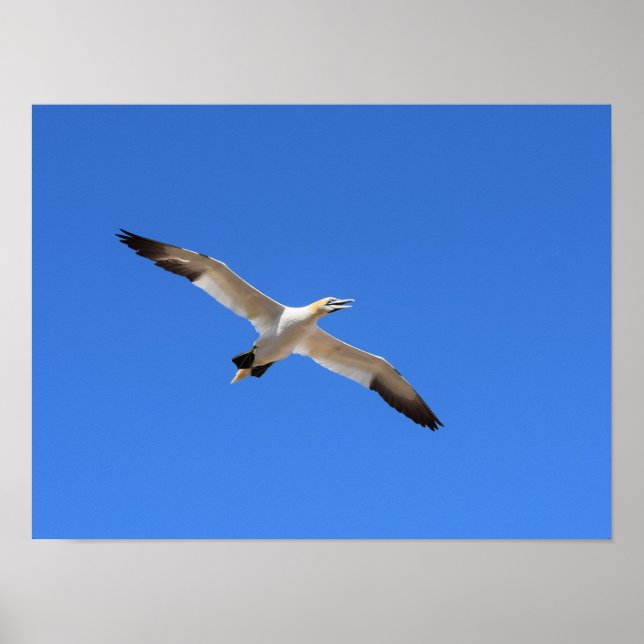 Flying Gannet Bird Blue Sky Poster (Vorne)