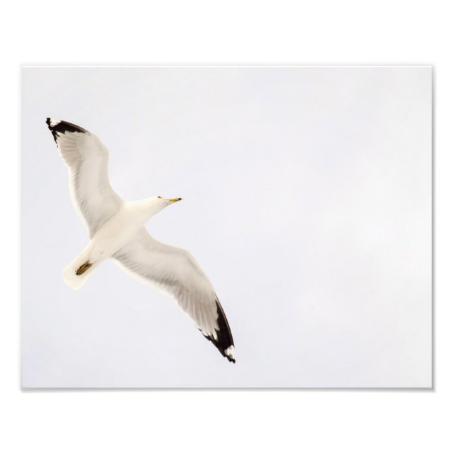 Flying Gull Fotodruck (Vorne)