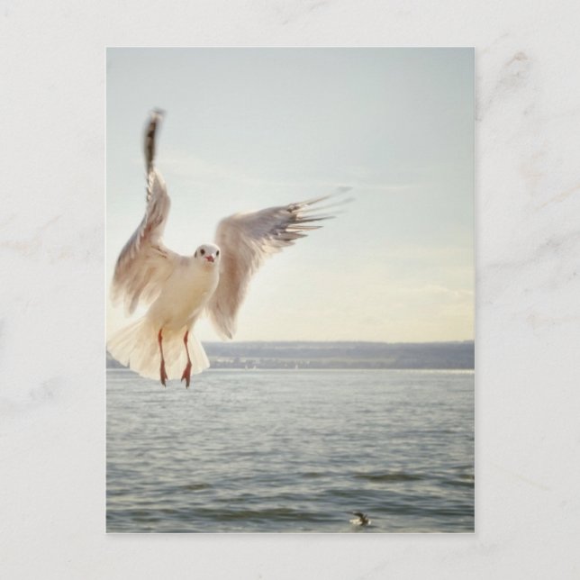 Flying Gull Postkarte (Vorderseite)