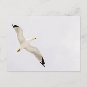 Flying Gull Postkarte