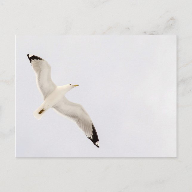 Flying Gull Postkarte (Vorderseite)