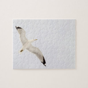 Flying Gull Puzzle