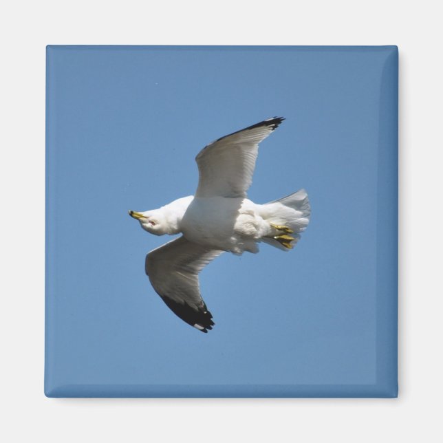 Flying Gull Wildlife Collection Magnet (Vorne)