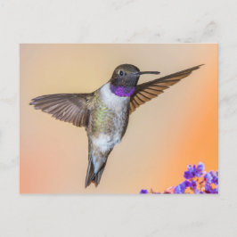 Flying Hummingbird Blick auf Sie Orange und Lila Postkarte
