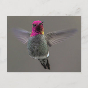 Flying Hummingbird Postkarte