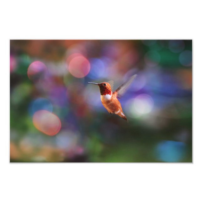 Flying Hummingbird und farbenfroher Hintergrund Fotodruck (Vorne)