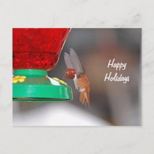 Flying Hummingbird und Hummingbird Feeder Feiertagspostkarte