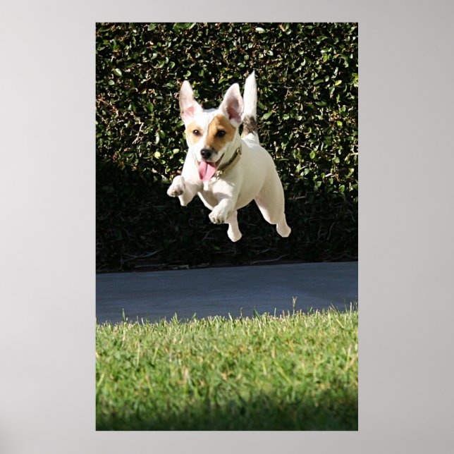 Flying Jack Russell Terrier (zugeschnitten) Poster (Vorne)