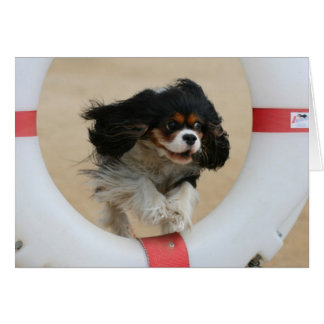 Flying Lia Tri Cavalier King Charles