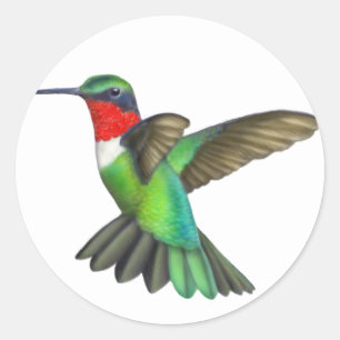 Flying Male Ruby Throated Hummingbird Sticker