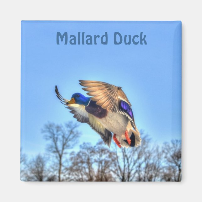 Flying Mallard Duck Drake Wildlife Foto Magnet (Vorne)