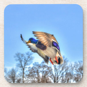 Flying Mallard Duck Drake Wildlife Foto Untersetzer