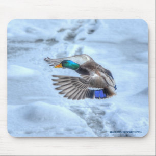 Flying Mallard Duck Drake Wildlife Photo Mousepad
