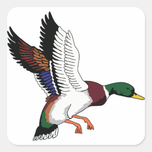 Flying Mallard Quadratischer Aufkleber